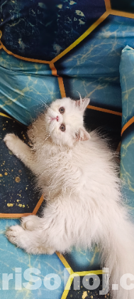 Punch face male and female kitten